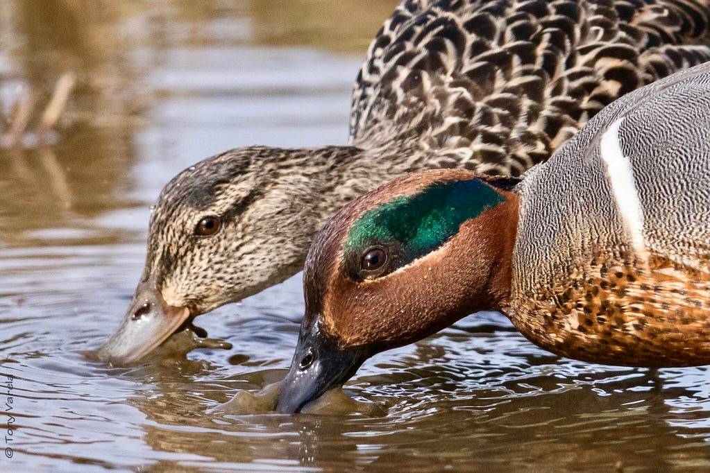 Green-winged teal (Anas carolinensis) by Tony Varela Photography is licensed under CC BY-NC-ND 2.0.